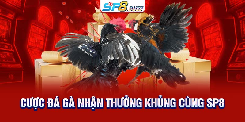 Cược đá gà nhận thưởng khủng cùng SP8